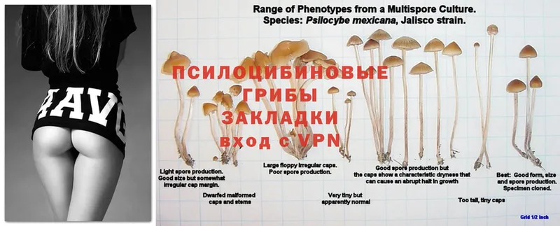 Галлюциногенные грибы MAGIC MUSHROOMS  дарнет шоп  кракен маркетплейс  Советский 